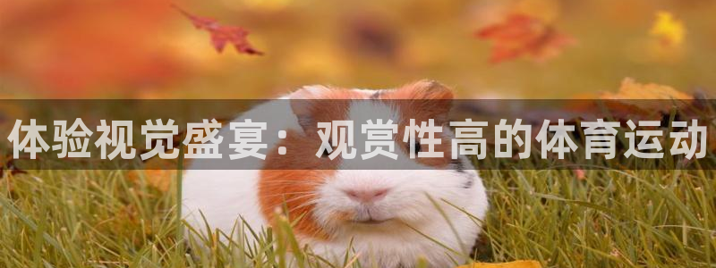77体育
